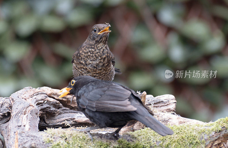 栖息在树枝上的黑鸟(Turdus merula)